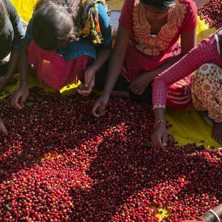 Madhu Agro Honey Sundried | Single Origin Microlot | Koraput | Medium Roast | 250 G