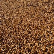 Madhu Agro Honey Sundried | Single Origin Microlot | Koraput | Medium Roast | 250 G