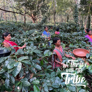 Kruti Coffee Beans From Farms, We Thrive with The Tribe, Tribal Peoples in Farm